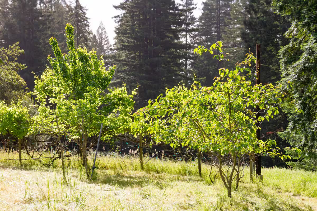 Fruit trees and redwoods at Redwood Orchard Retreat