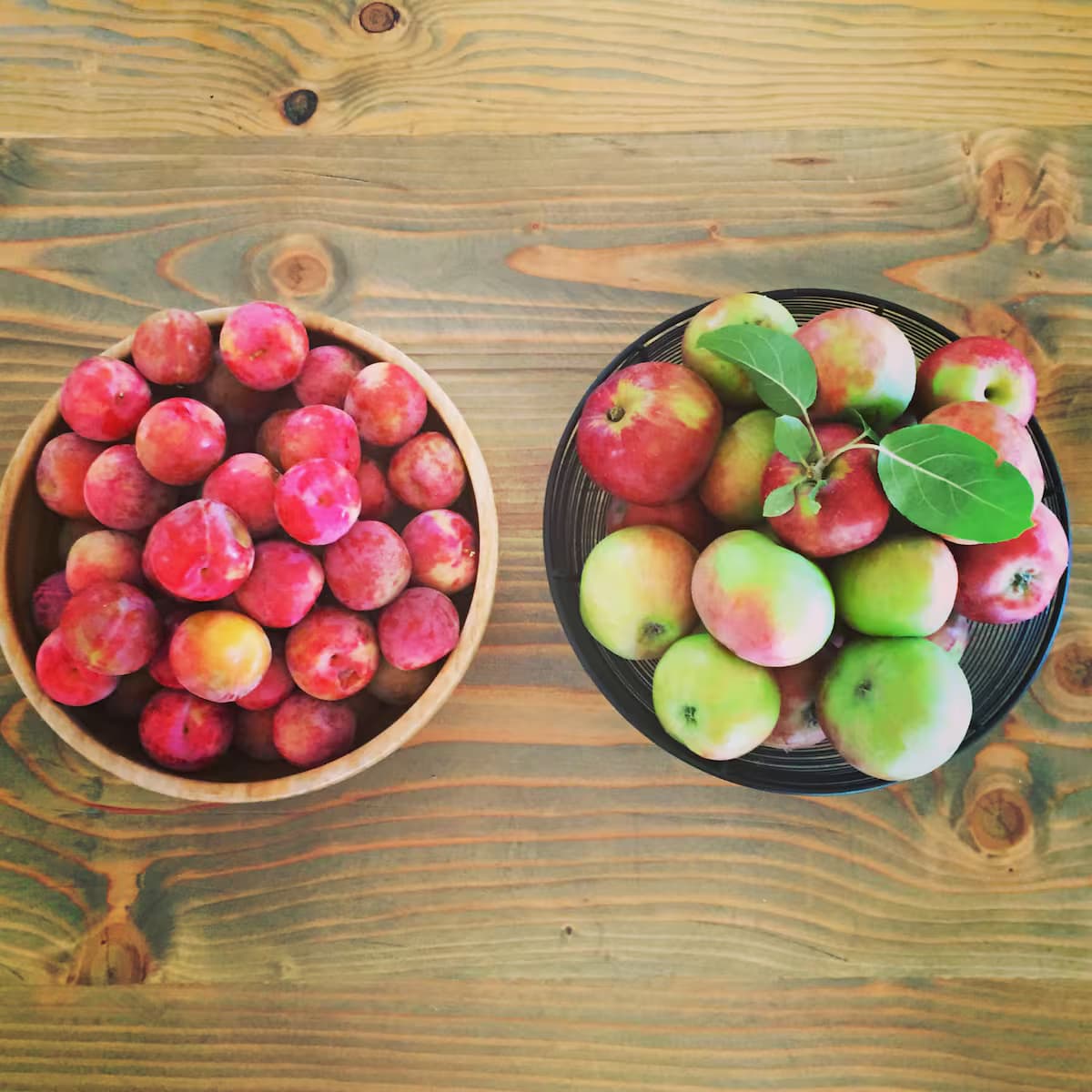 Fresh fruit harvested at Redwood Orchard Retreat