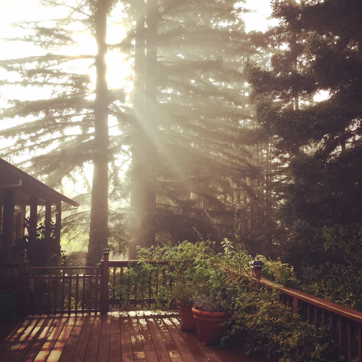 Sunlight filtering through tall trees